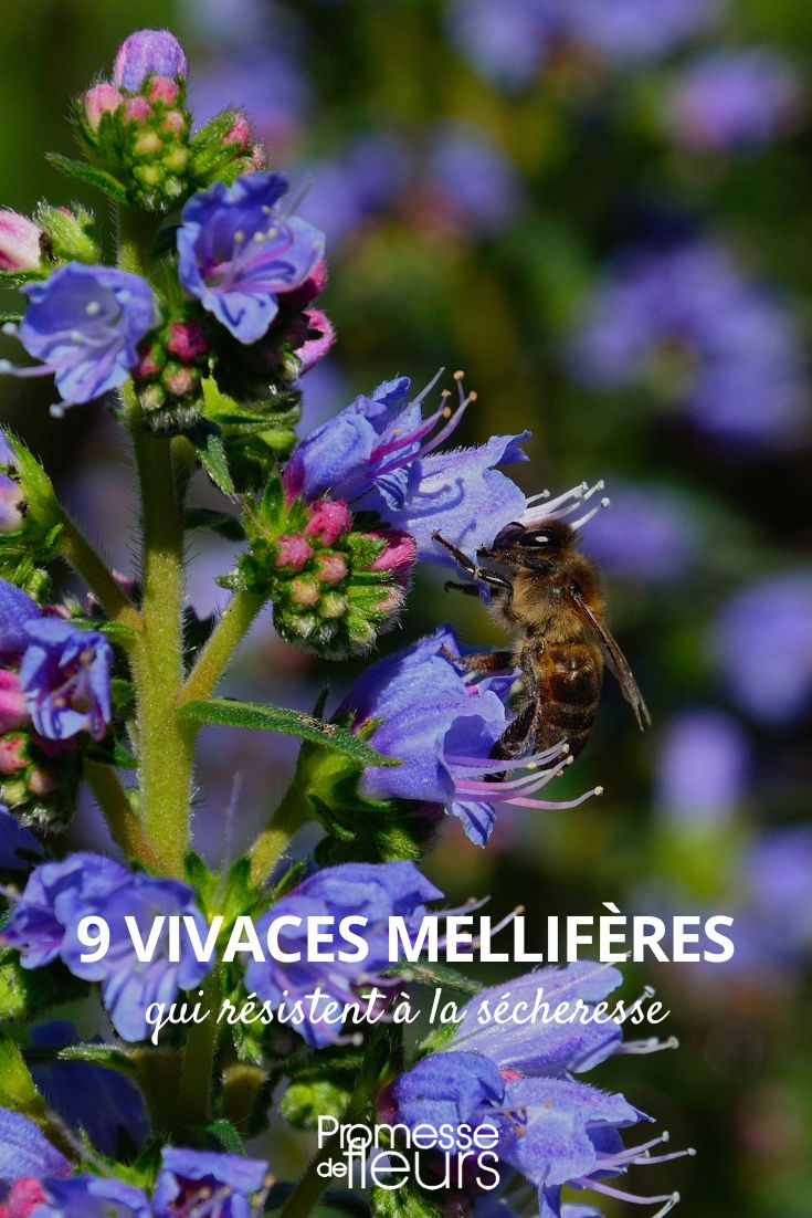 9 vivaces melíferas que resisten a la sequía