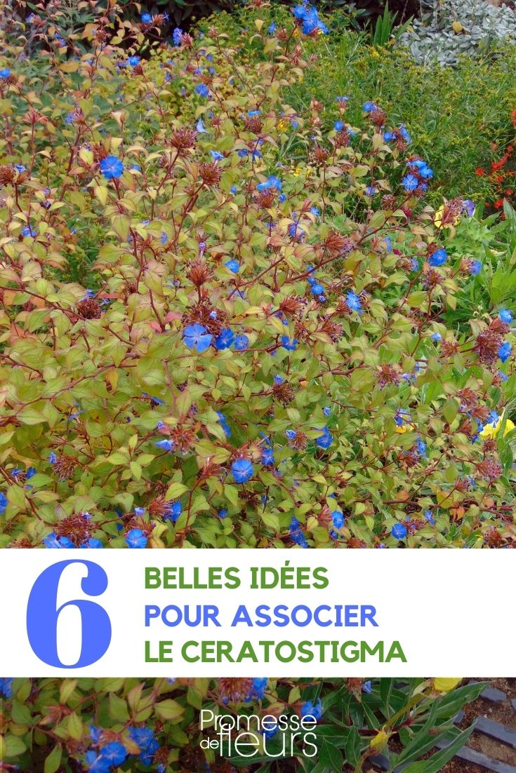 asociar ceratostigma dentelaire en el jardín