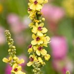 Elegir un Verbascum