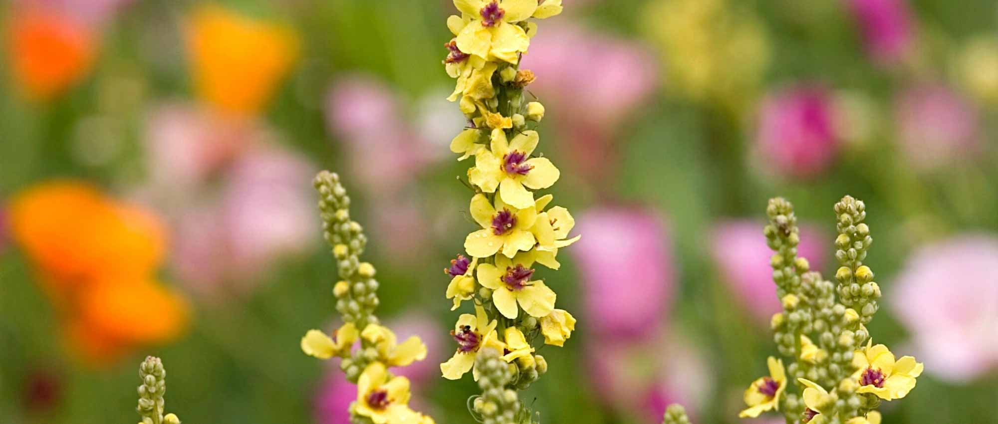 Elegir un Verbascum
