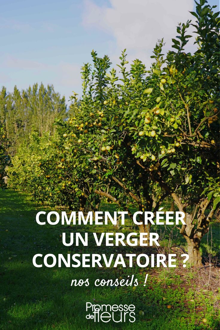 # Crear y plantar un vergel conservatorio

## ¿Qué es un vergel conservatorio?
Un vergel conservatorio es un espacio dedicado a preservar variedades antiguas y locales de árboles frutales. Más que un simple huerto, es un verdadero banco genético vivo que protege la biodiversidad frutal.

## Pasos para crear tu vergel conservatorio

### 1. Elección del terreno
- Superficie mínima recomendada: 1000 m²
- Exposición soleada
- Suelo bien drenado
- Protección contra vientos fuertes

### 2. Selección de variedades
Prioriza especies locales y antiguas adaptadas a tu región. Consulta con viveros especializados o asociaciones de pomología.

### 3. Preparación del suelo
- Labrado profundo
- Enmienda orgánica (compost, estiércol descompuesto)
- Análisis de suelo si es necesario

### 4. Plantación
- Distancias entre árboles: 5 a 8 metros según especies
- Época ideal: otoño
- Tutorado de los jóvenes árboles
- Protección contra roedores

### 5. Mantenimiento
- Riego regular los primeros años
- Poda de formación
- Control ecológico de plagas
- Acolchado orgánico

## Beneficios de un vergel conservatorio
- Preservación de la biodiversidad
- Producción de frutas con sabores auténticos
- Refugio para la fauna auxiliar
- Legado para las generaciones futuras

Con paciencia y dedicación, tu vergel conservatorio se convertirá en un tesoro viviente que combina utilidad, belleza y conservación del patrimonio frutal.