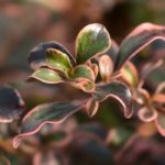 Coprosma, Planta-espejo: plantación, cultivo