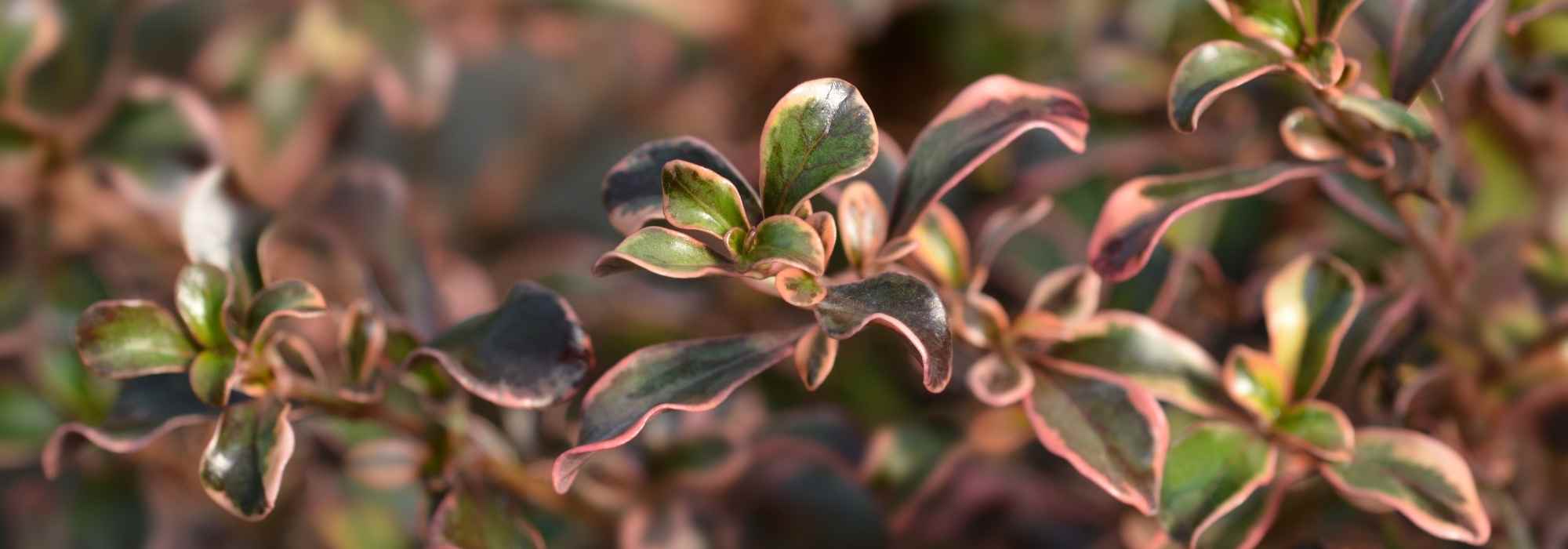 Coprosma, Planta-espejo: plantación, cultivo