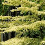 Cornus controversa - Cornejo de mesa y Cornus alternifolia: plantar y cuidar