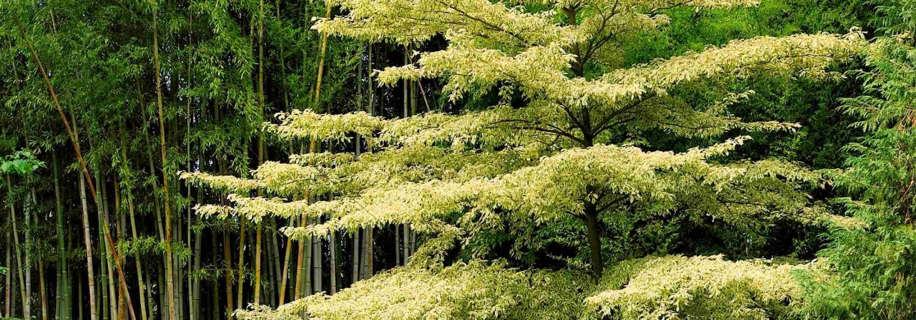 Cornus controversa - Cornejo de mesa y Cornus alternifolia: plantar y cuidar