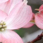 Cornus florida - Cornejo japonés americano: cómo elegir, plantar y cuidar