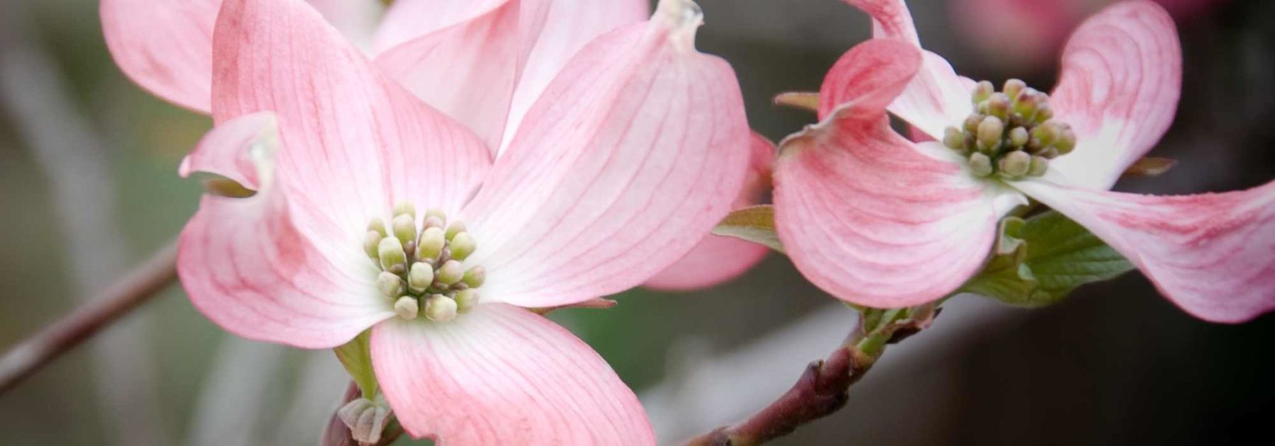 Cornus florida - Cornejo japonés americano: cómo elegir, plantar y cuidar