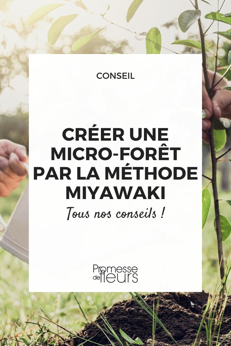 plantación de micro-bosque urbano