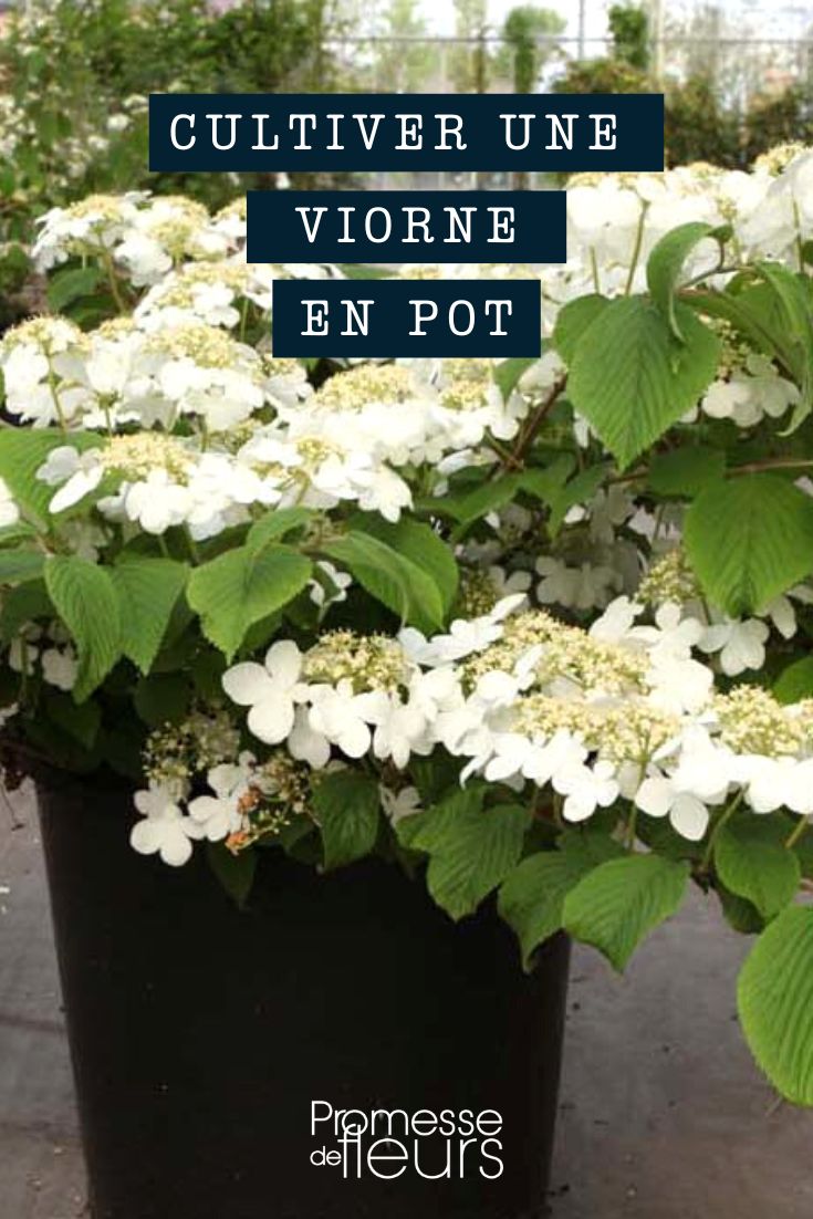 Cultivo de viburnum (viorne) en maceta