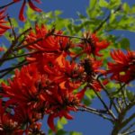Erythrina, Ceibo: plantación, cuidados