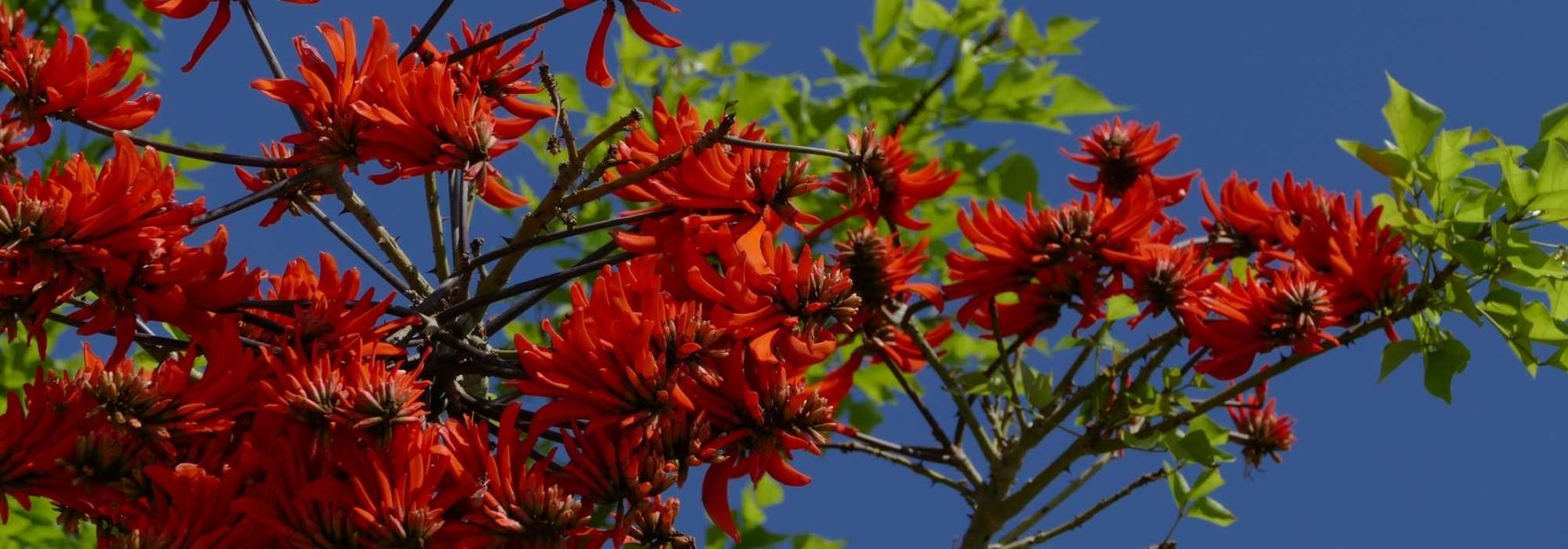 Erythrina, Ceibo: plantación, cuidados