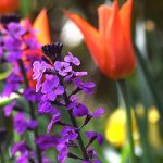 Alhelí: combinarlo en el jardín o en maceta