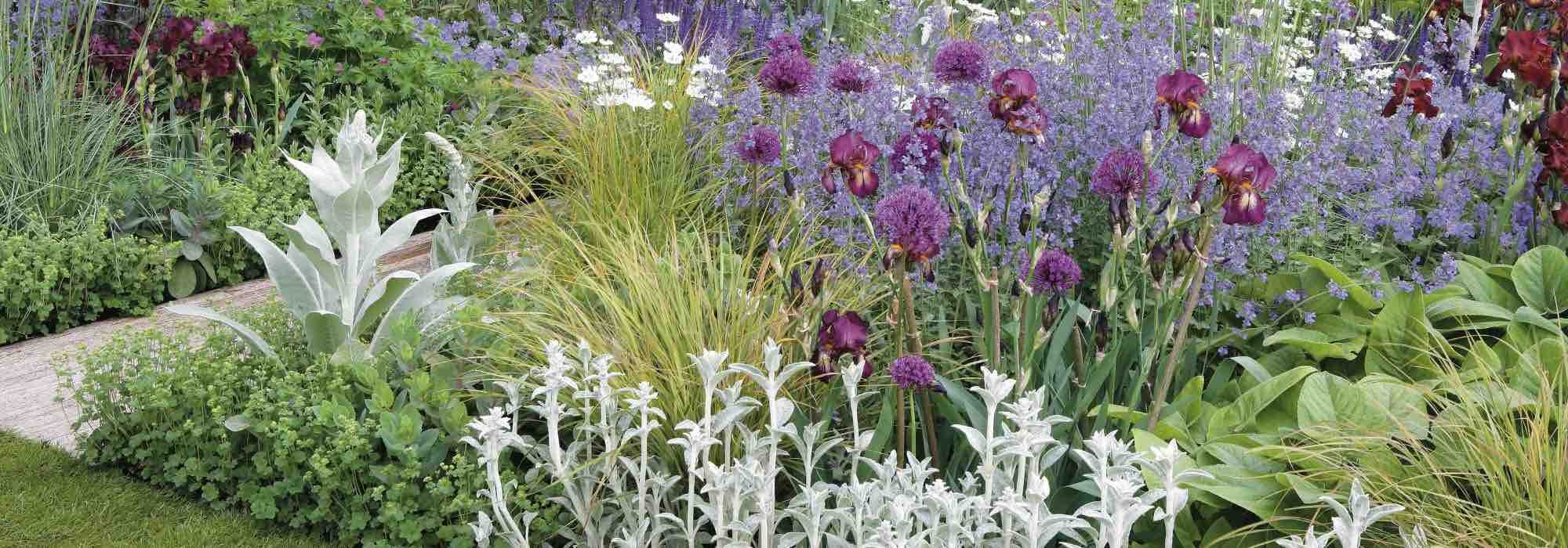 7 ideas para asociar las Stachys