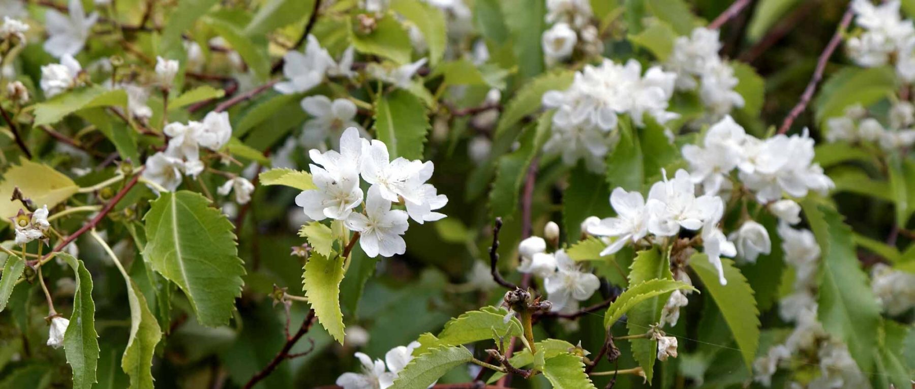 Hoheria: plantar, cultivar y cuidar