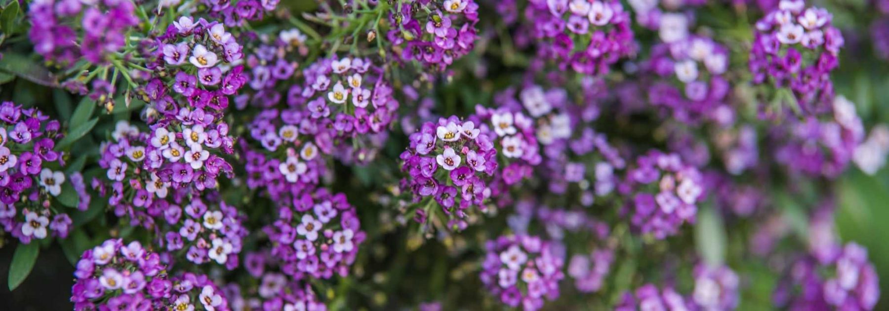 Lobularia - Aliso dulce: sembrar, plantar y cultivar
