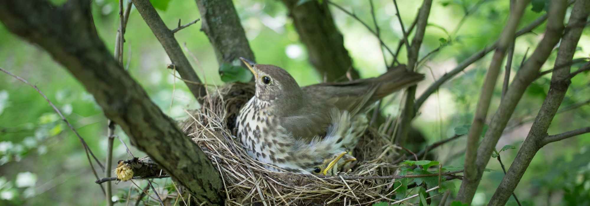 Proteger los nidos de pájaros de los depredadores del jardín