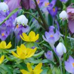 Bulbos de floración precoz: anuncian la primavera