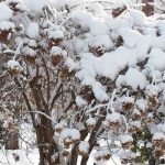 Elegir un Hortensia según su resistencia a las heladas