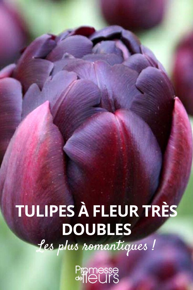 Tulipán de flores muy dobles
