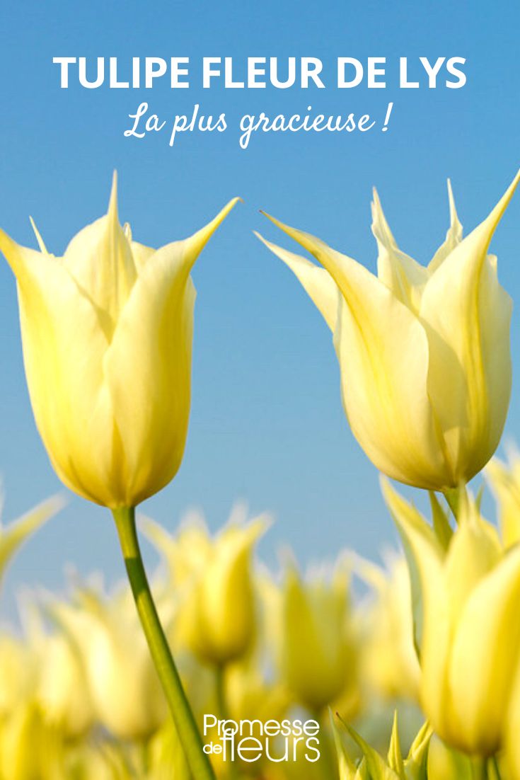 Tulipanes flor de lis