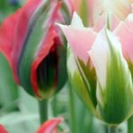 Tulipanes viridiflora: los más populares
