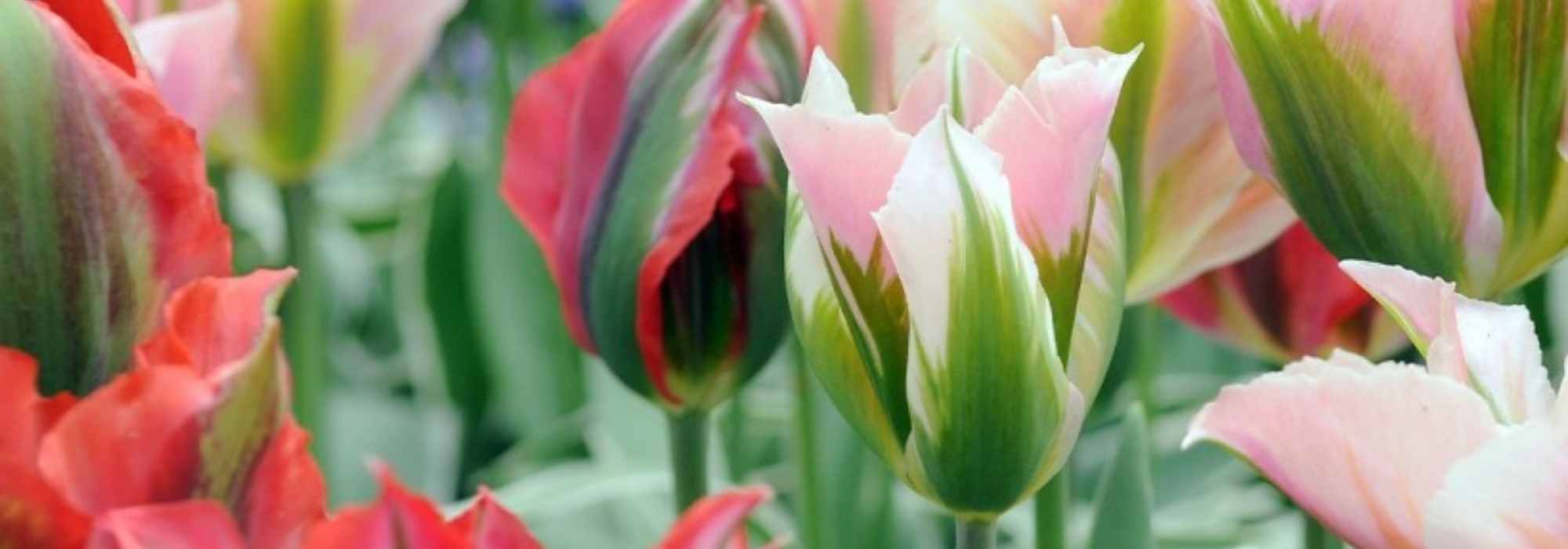 Tulipanes viridiflora: los más populares