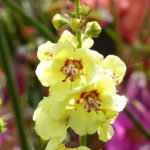 Verbascum: 6 ideas de asociaciones exitosas