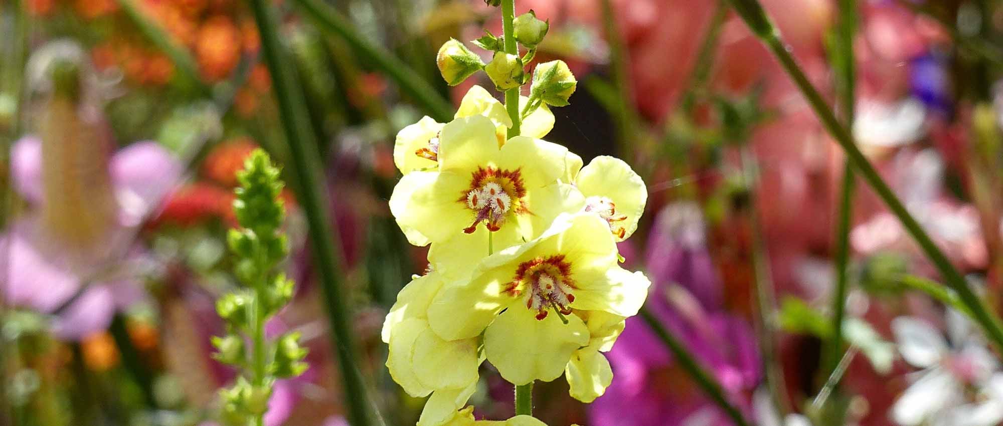 Verbascum: 6 ideas de asociaciones exitosas