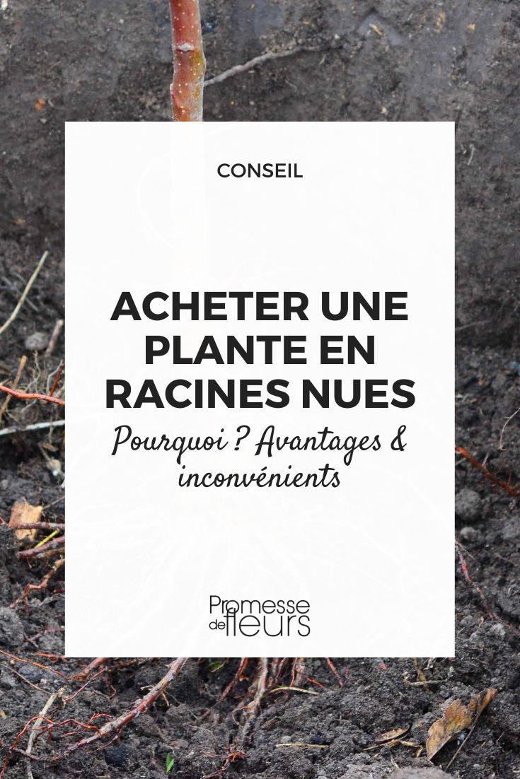 comprar una planta a raíz desnuda: por qué, ventajas e inconvenientes  

**¿Por qué comprar una planta a raíz desnuda?**  
Las plantas a raíz desnuda son una opción económica y ecológica, ideal para quienes desean cultivar especies resistentes con un mejor desarrollo a largo plazo.  

**Ventajas:**  
✔ **Precio más económico** que las plantas en maceta.  
✔ **Mayor variedad disponible**, especialmente en temporada de invierno.  
✔ **Mejor adaptación al suelo**, ya que las raíces se desarrollan directamente en la tierra.  
✔ **Más ecológico**, al evitar el uso de contenedores de plástico.  

**Inconvenientes:**  
✖ **Época limitada de plantación** (generalmente de otoño a primavera).  
✖ **Necesidad de plantar rápidamente** para evitar la deshidratación de las raíces.  
✖ **Cuidados iniciales más exigentes**, como riegos frecuentes al principio.  

**Conclusión:**  
Si buscas una opción económica y sostenible, las plantas a raíz desnuda son una excelente elección, siempre que respetes sus necesidades específicas de plantación.