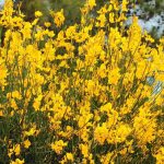 9 arbustos mediterráneos