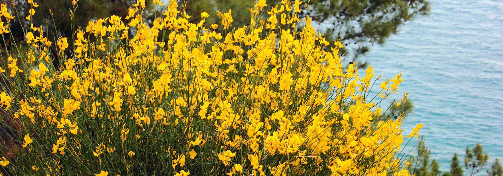 9 arbustos mediterráneos