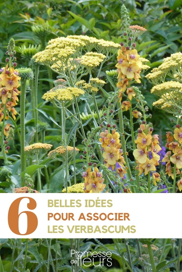 asociar los verbascos