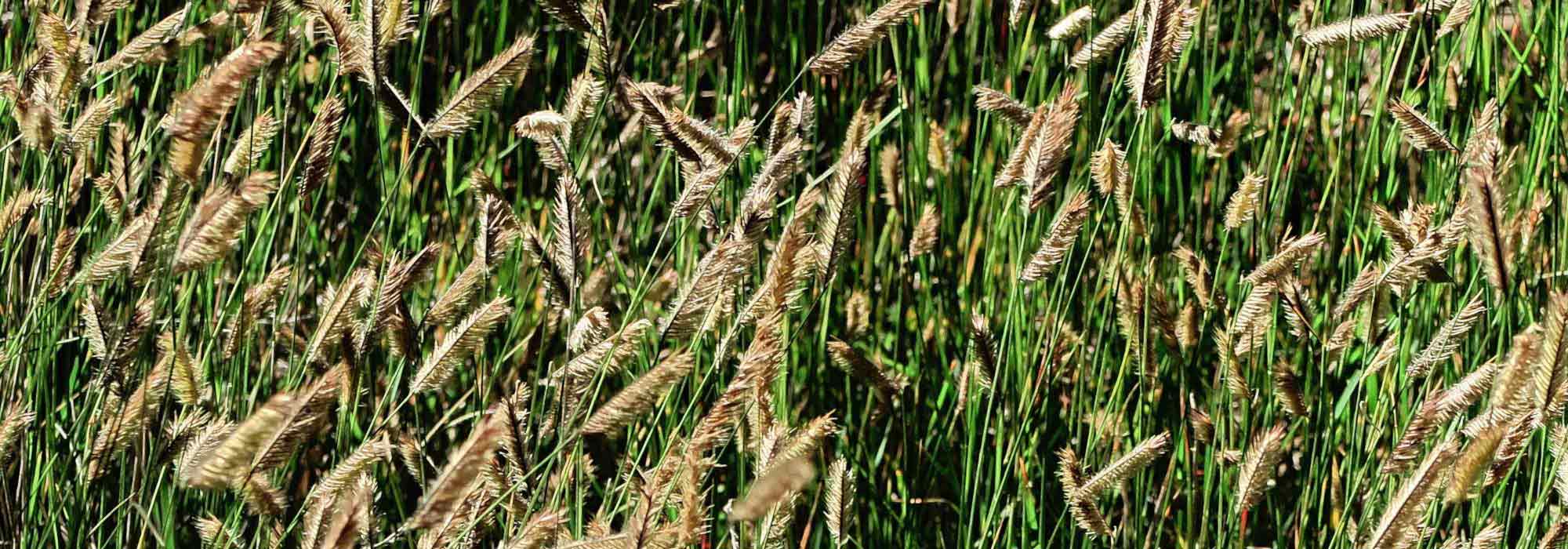 Bouteloua: 7 ideas de asociaciones