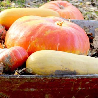Cosechar y conservar las calabazas
