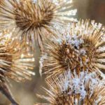Las flores marchitas decorativas en invierno