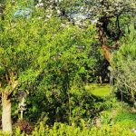 ¿Cómo crear un bosque-jardín?