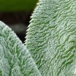 Elegir una Stachys