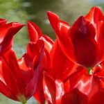 Tulipán flor de lis: el más elegante
