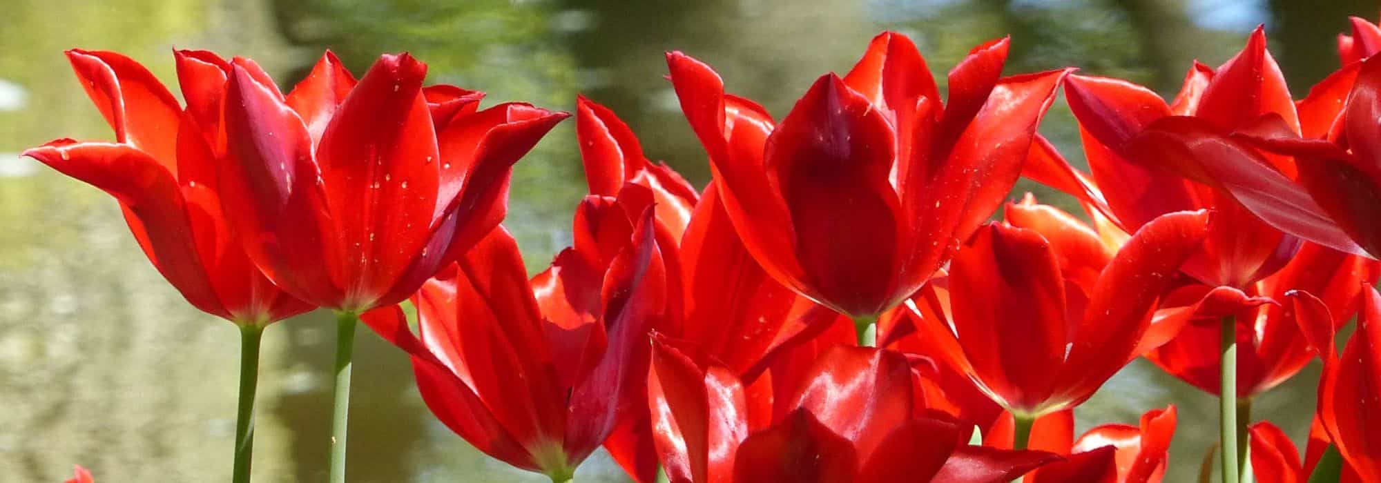 Tulipán flor de lis: el más elegante