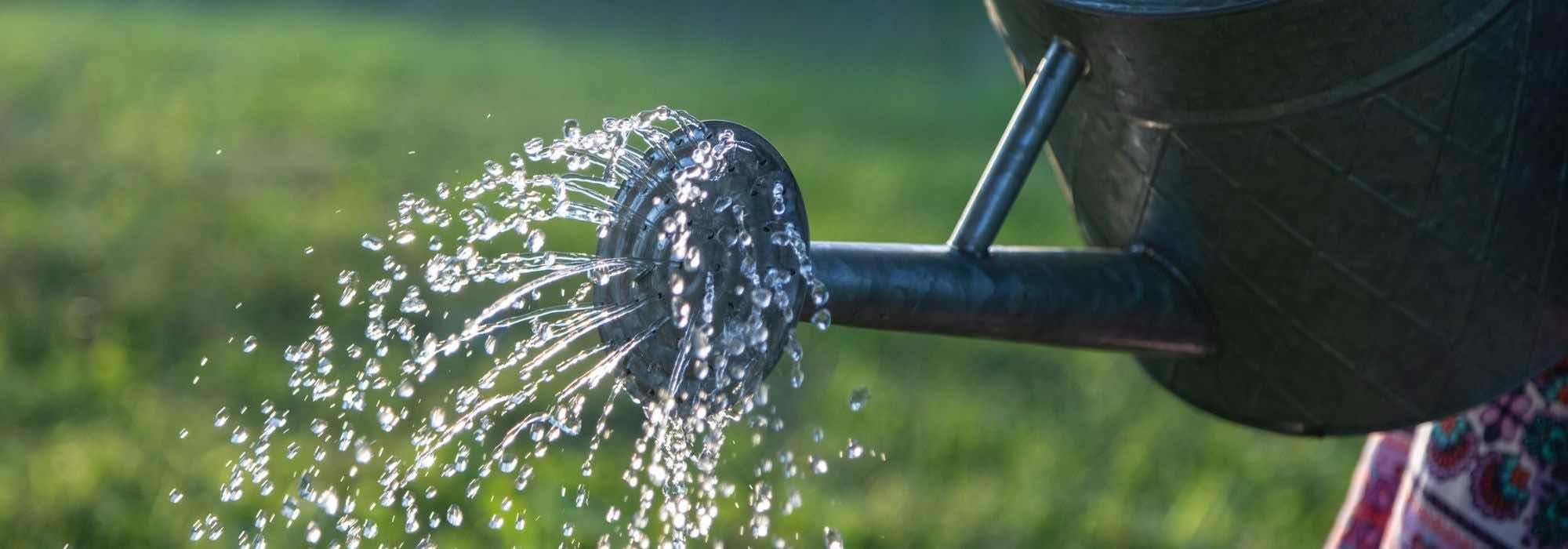 Las plantas difíciles de cultivar en macetas