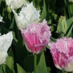 Tulipán dentado: una joya para el jardín