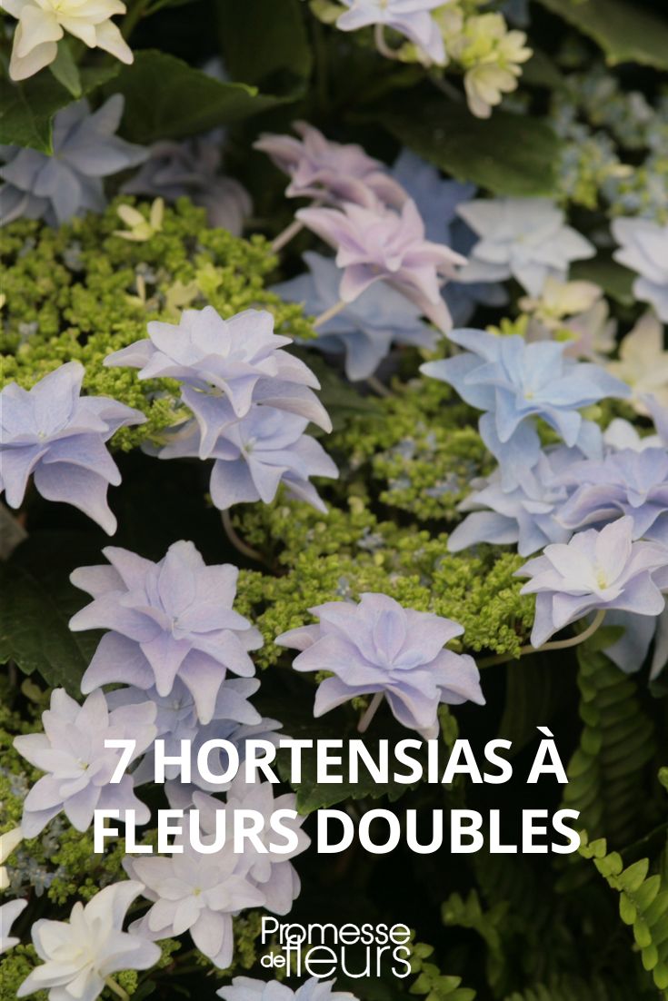 hortensia de flores dobles