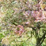 Inspiración de rosas y caqui para un jardín suave y a la moda