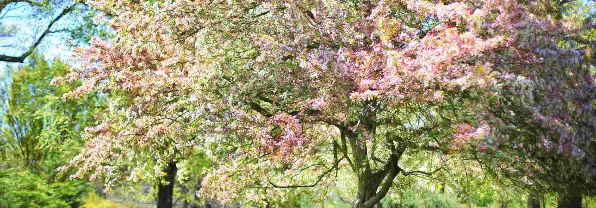 Inspiración de rosas y caqui para un jardín suave y a la moda