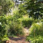 Crear un bosque-jardín sin arruinarse con las <strong>raíces desnudas</strong>