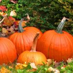 ¿Qué hacer en el jardín en noviembre?