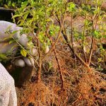 ¿Cómo plantar un seto en raíces desnudas?