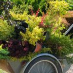 ¿Qué plantar en otoño?