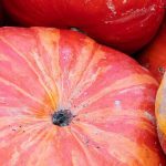 Calabaza: recolección y conservación