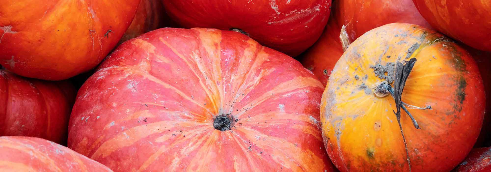 Calabaza: recolección y conservación